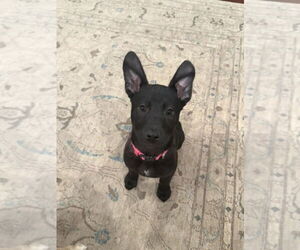 Elle - Female Mutt Dog for Adoption - Photo #13