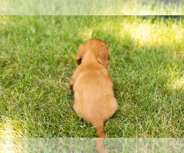 Medium Photo #12 Dachshund Puppy For Sale in MILFORD, IN, USA