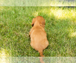 Small #11 Dachshund