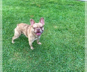 French Bulldog Puppy for sale in HOUSTON, TX, USA