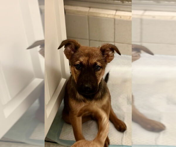 Medium Photo #2 Holland Shepherd Puppy For Sale in San Diego, CA, USA