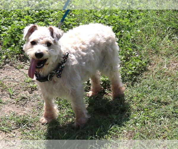 Medium Photo #3 Poodle (Miniature)-Unknown Mix Puppy For Sale in Bandera, TX, USA