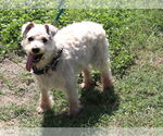 Small #2 Poodle (Miniature) Mix