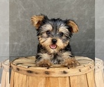 Image preview for Ad Listing. Nickname: Litter of 8