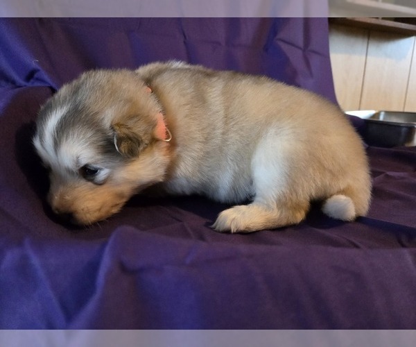 Medium Photo #6 Alaskan Malamute Puppy For Sale in CRIVITZ, WI, USA