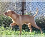 Small Black Mouth Cur Mix