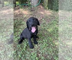 Puppy Multicolor coll Lab-Pointer