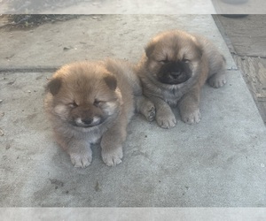Chow Chow Litter for sale in FONTANA, CA, USA