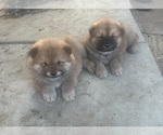 Small Chow Chow