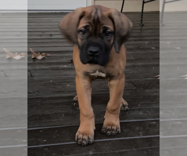 Medium Photo #2 Cane Corso Puppy For Sale in CLINTON, MD, USA