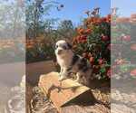 Puppy Brandi Miniature Australian Shepherd