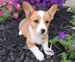 Small #1 Pembroke Welsh Corgi