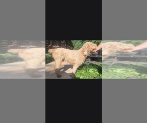 Father of the Goldendoodle mix (+ Poodle Standard) puppies born on 05/19/2026