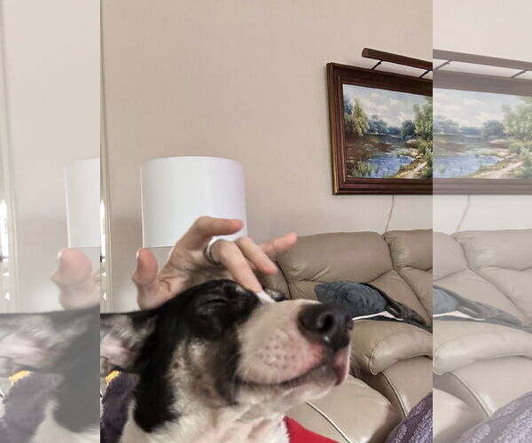 Medium Photo #4 Chihuahua-Unknown Mix Puppy For Sale in Virginia Beach, VA, USA