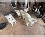Small #12 Samoyed