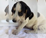 Small American Foxhound