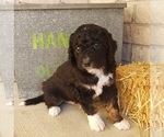 Small Photo #7 Bernedoodle (Miniature) Puppy For Sale in DANVILLE, IN, USA