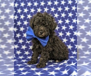 Poodle (Miniature) Puppy for sale in LINCOLN UNIV, PA, USA