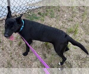 26-203 Midnight Ruby - Female Mutt Dog for Adoption - Photo #4