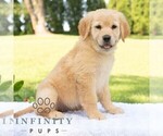 Small #2 Golden Retriever