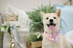 Small Photo #11 Shiba Inu Puppy For Sale in SAN JOSE, CA, USA