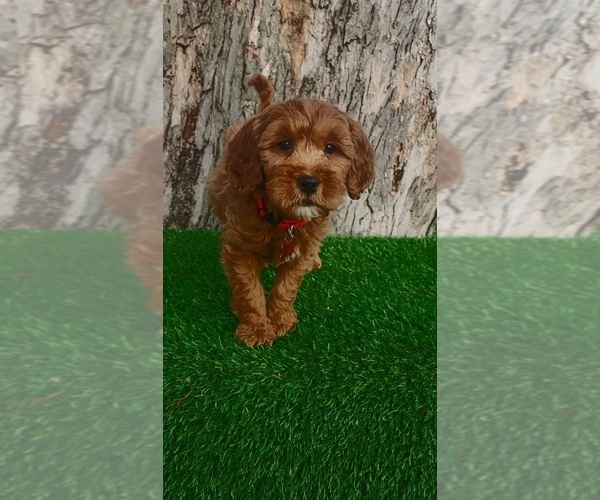 Medium Photo #3 Goldendoodle (Miniature) Puppy For Sale in INDIANAPOLIS, IN, USA