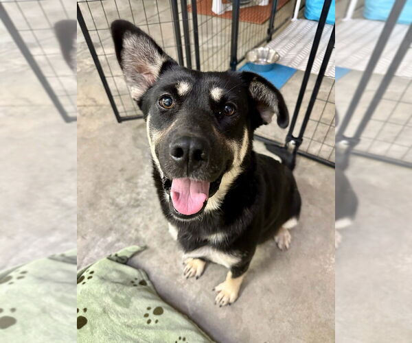 Medium Photo #1 German Shepherd Dog-Unknown Mix Puppy For Sale in Bemidji, MN, USA