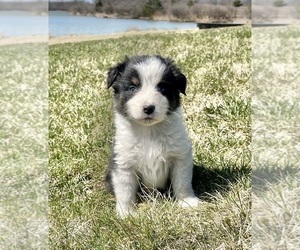 Australian Shepherd Puppy for sale in LODA, IL, USA
