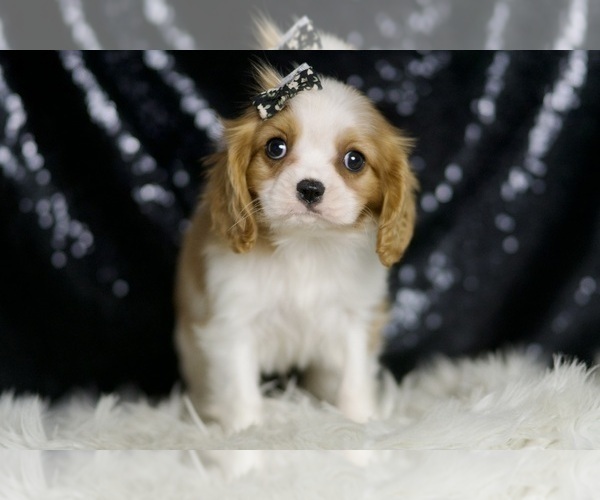 Medium Photo #73 Cavalier King Charles Spaniel Puppy For Sale in WARSAW, IN, USA