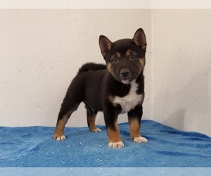 Shiba Inu Puppy for sale in CLARK, MO, USA