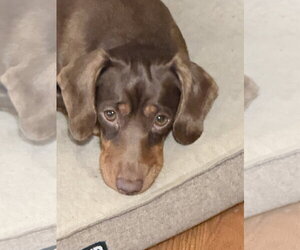 Dachshund Dogs for adoption in Sioux Falls, SD, USA