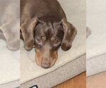 Small Dachshund