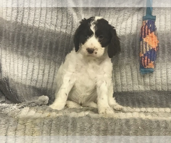 Medium Photo #8 English Setterdoodle Puppy For Sale in CHETEK, WI, USA