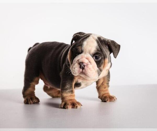 Medium Photo #2 Bulldog Puppy For Sale in BOCA RATON, FL, USA