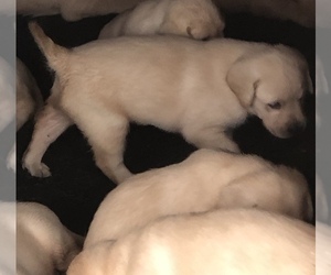 Labrador Retriever Puppy for sale in TEMPLE, GA, USA