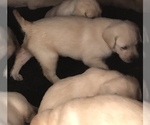 Small Photo #1 Labrador Retriever Puppy For Sale in TEMPLE, GA, USA