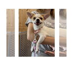 Small #1 Chihuahua Mix