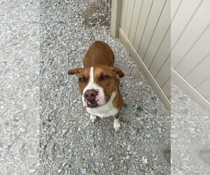 Tawny - Female American Pit Bull Terrier-Unknown Mix Dog for Adoption - Photo #2