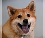 Small Shiba Inu Mix