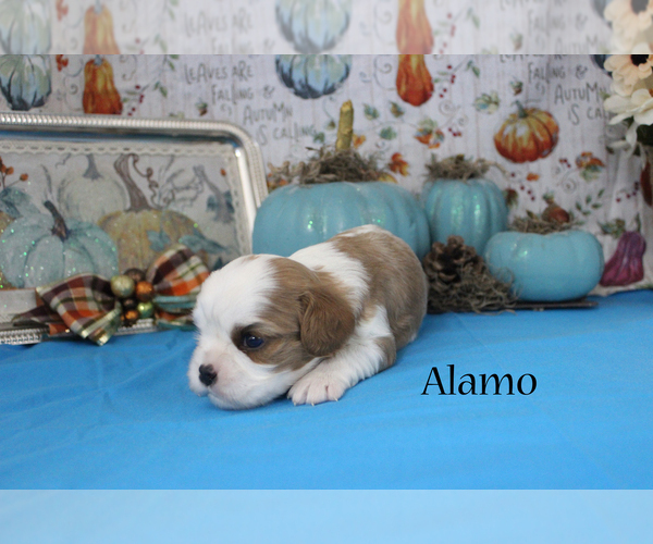Medium Photo #7 Cavalier King Charles Spaniel Puppy For Sale in CHANUTE, KS, USA