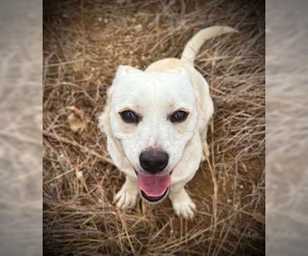 Medium Photo #5 Chihuahua-Unknown Mix Puppy For Sale in Pleasanton, TX, USA