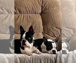 Small Photo #4 Boston Terrier Puppy For Sale in LAUREL, MS, USA