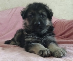 King Shepherd Puppy for sale in YUCCA VALLEY, CA, USA