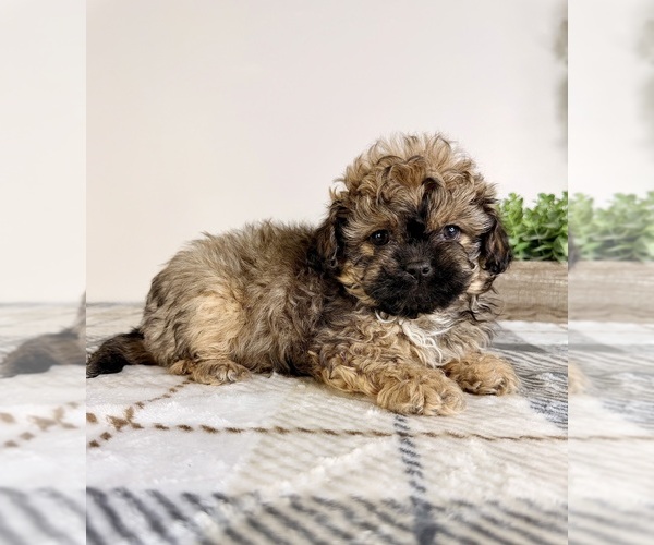 Medium Photo #2 Mal-Shi Puppy For Sale in GREENFIELD, IN, USA