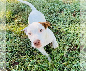 Goblin - Male Mutt Dog for Adoption - Photo #3