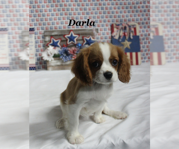 Medium Photo #16 Cavalier King Charles Spaniel Puppy For Sale in CHANUTE, KS, USA