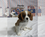 Small #15 Cavalier King Charles Spaniel