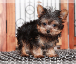 Small #2 Yorkshire Terrier