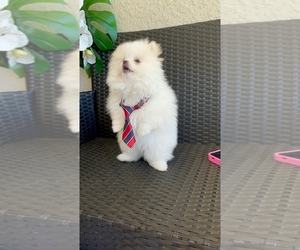 Pomeranian Puppy for sale in TAMPA, FL, USA