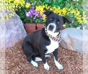 Mutt Dogs for adoption in Oklahoma City, OK, USA